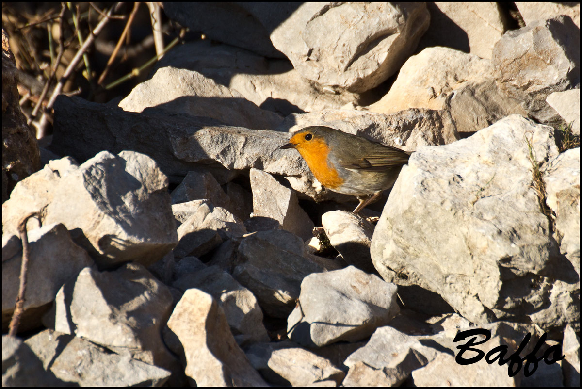 Il sempre bel Pettirosso.